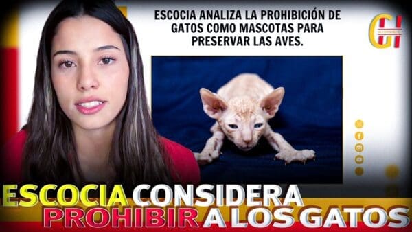 Escocia considera prohibir la tenencia de Gatos como mascota