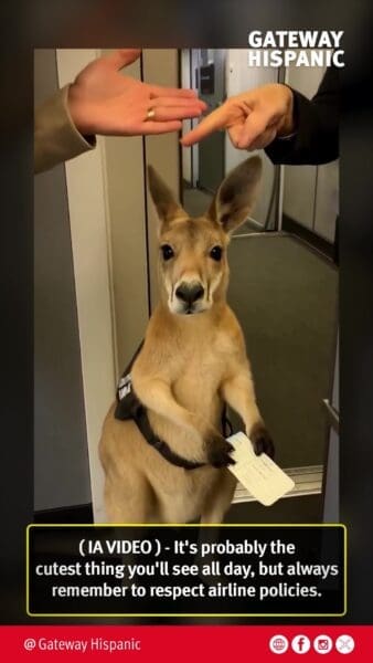 This little friend will not be allowed to travel - (AI-generated video)