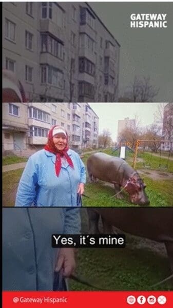 A Grandma, a Hippo, and the Collapse of Common Sense