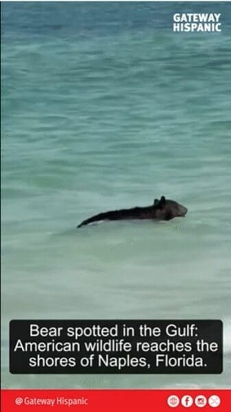 American Wildlife Reaches the Shores of Naples, Florida