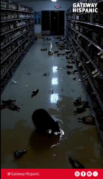 Drunk raccoon causes chaos in Virginia liquor store and goes viral
