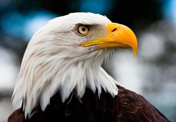 guila-calva-americana-muere-en-minnesota-por-una-turbina-elica-de-energa-limpia---los-detalles-son-horribles