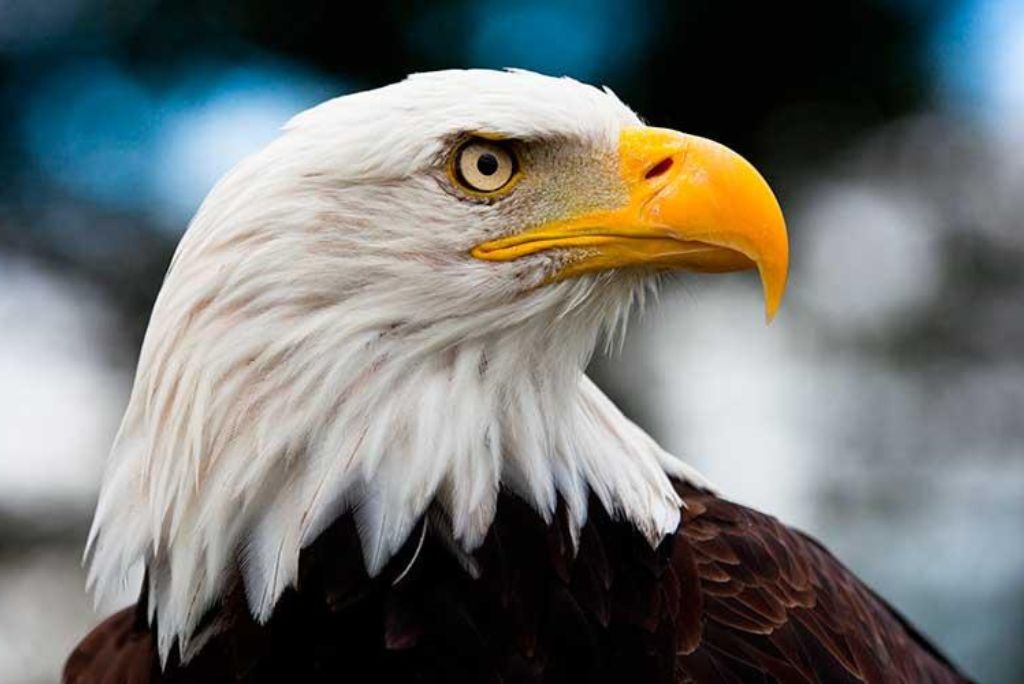 guila-calva-americana-muere-en-minnesota-por-una-turbina-elica-de-energa-limpia---los-detalles-son-horribles